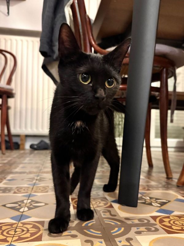 RUMI - Chat Européen à adopter - photo 2