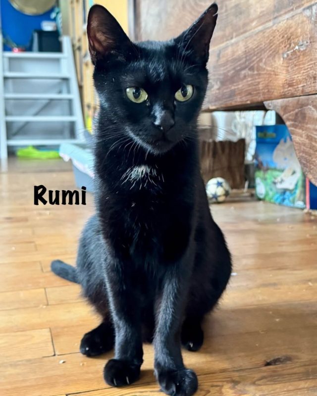 RUMI - Chat Européen à adopter - photo 3