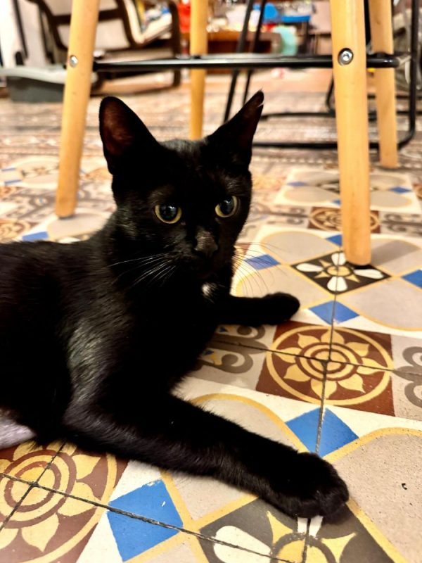 RUMI - Chat Européen à adopter