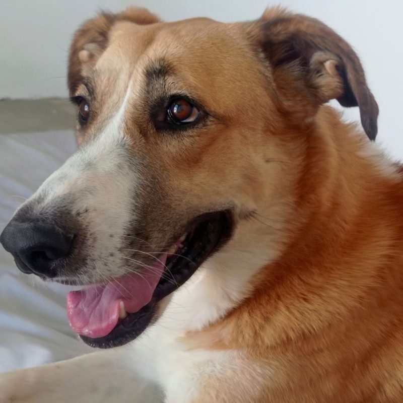 CAPI - Chien à adopter - photo 8