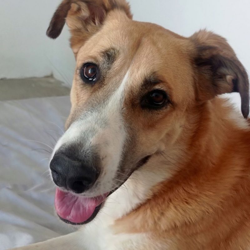 CAPI - Chien à adopter - photo 7