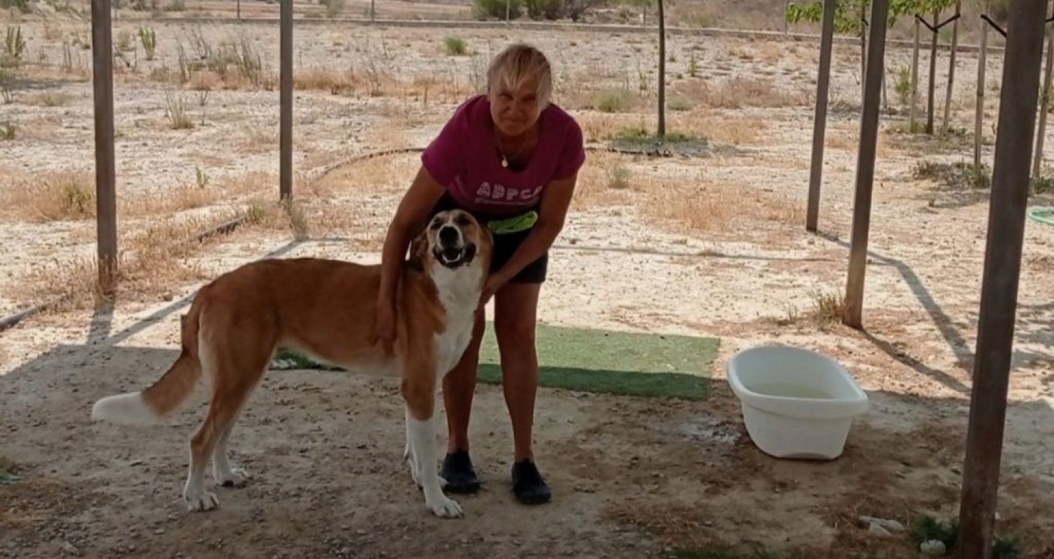 CAPI - Chien à adopter - photo 4