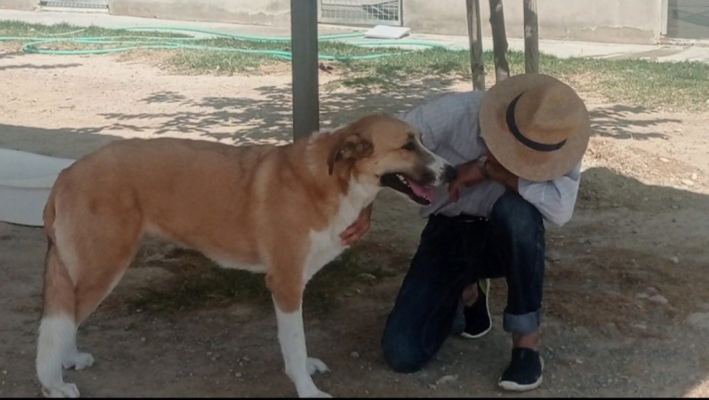 CAPI - Chien à adopter - photo 5