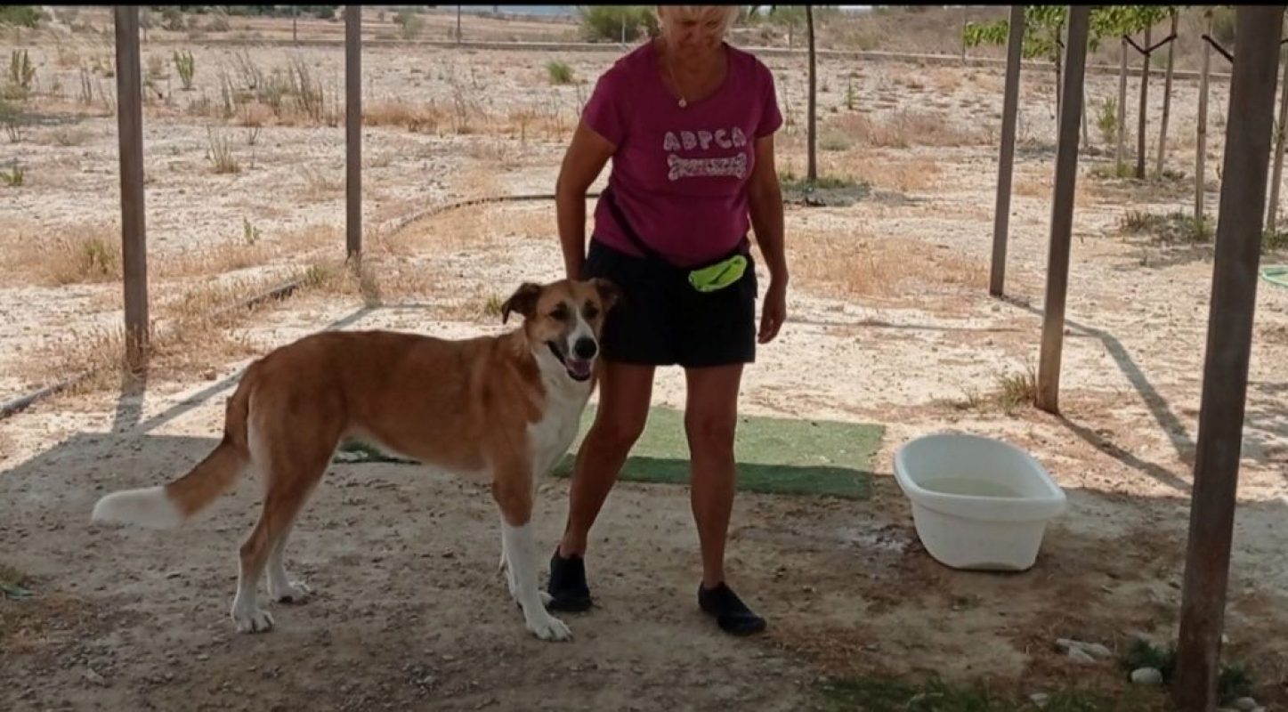 CAPI - Chien à adopter - photo 3