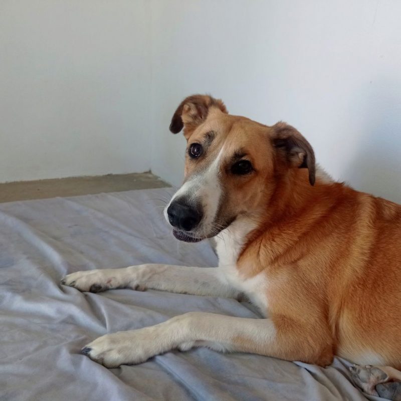 CAPI - Chien à adopter - photo 2