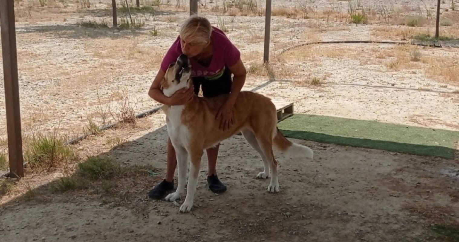 CAPI - Chien à adopter - photo 6