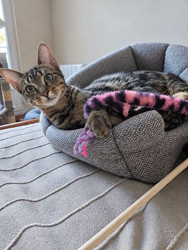 MIKI - Chat Européen à adopter - photo 5