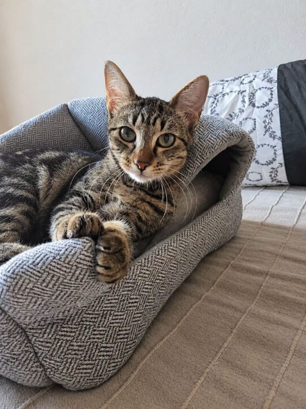 MIKI - Chat Européen à adopter - photo 6