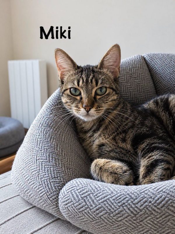 MIKI - Chat Européen à adopter - photo 4