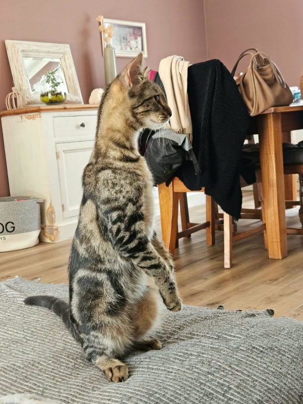 MIKI - Chat Européen à adopter