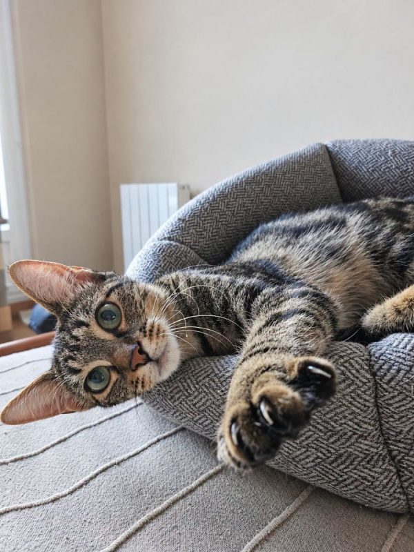 MIKI - Chat Européen à adopter - photo 3