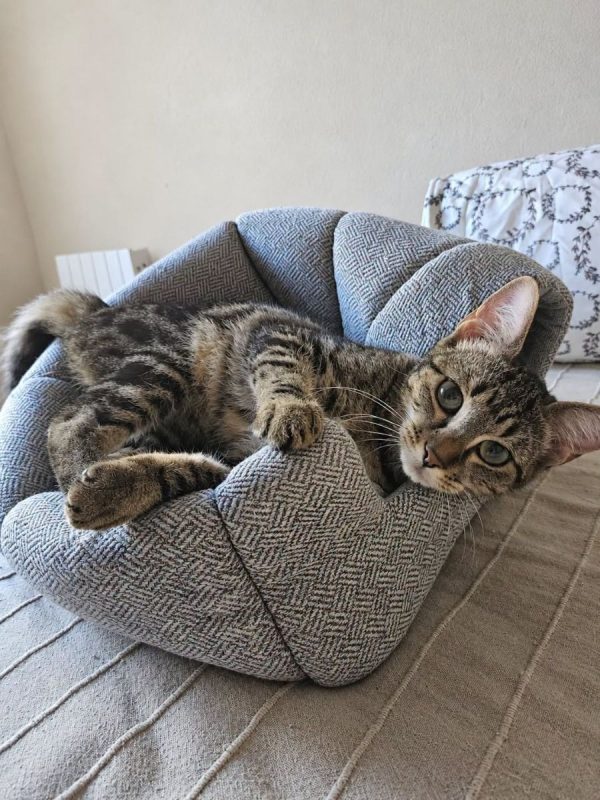 MIKI - Chat Européen à adopter - photo 2