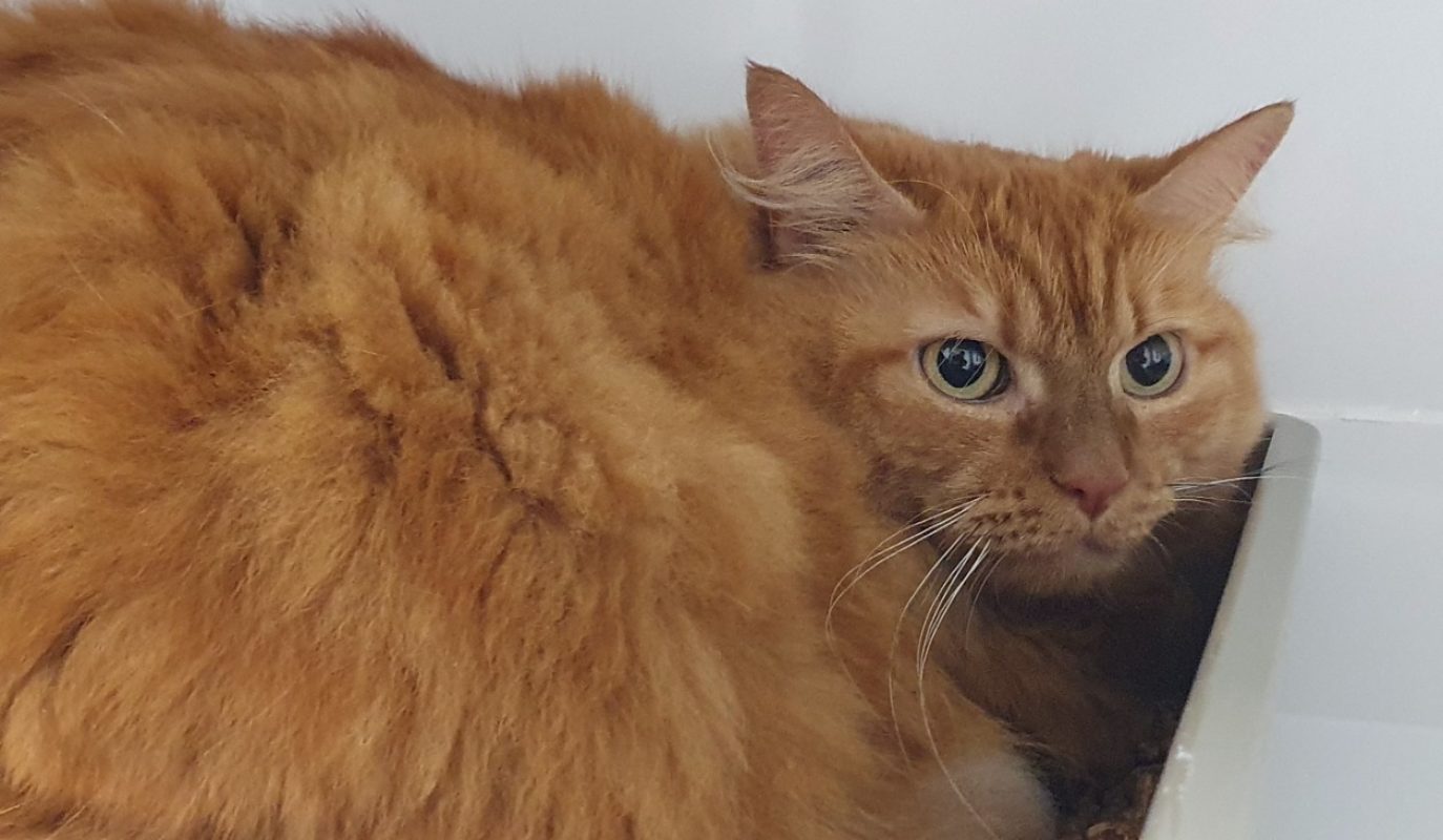 Cannelle - Chat Européen à adopter