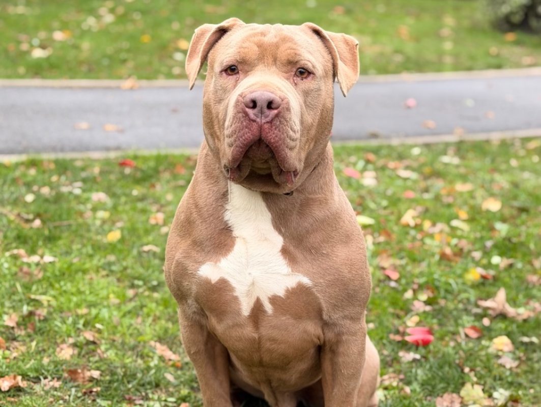 Tyson - Chien American Bully à adopter