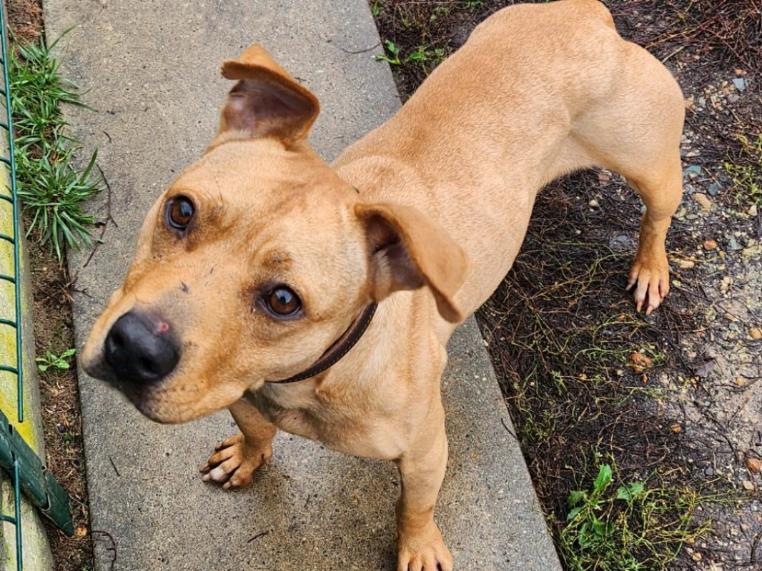 Toffee - Chien à adopter