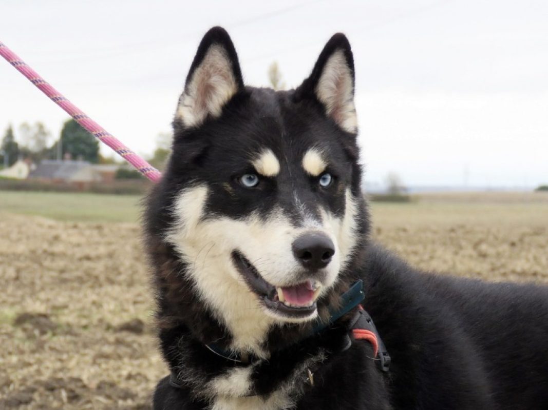 Vegas - Chien Husky Sibérien à adopter