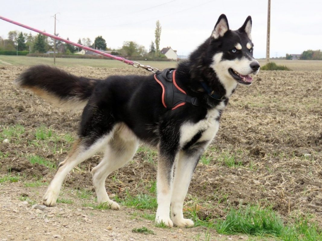 Vegas - Chien Husky Sibérien à adopter - photo 2
