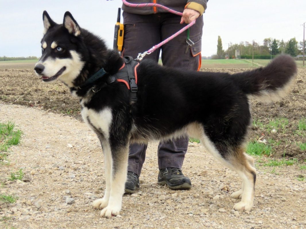Vegas - Chien Husky Sibérien à adopter - photo 3