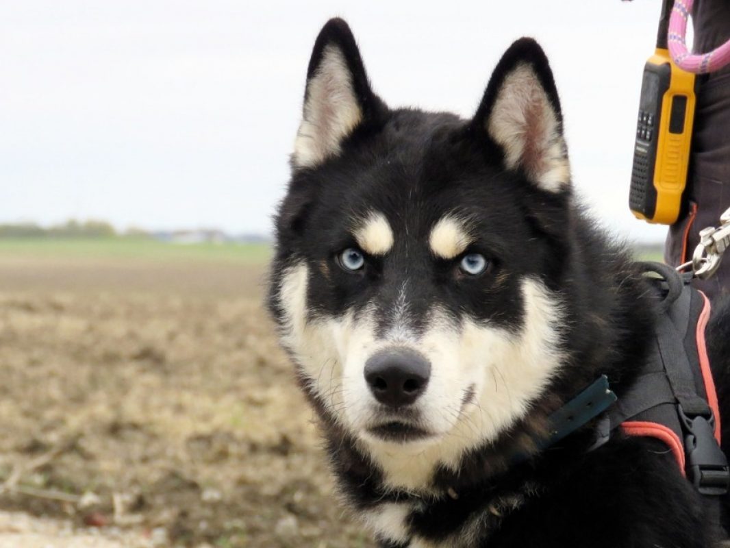 Vegas - Chien Husky Sibérien à adopter - photo 4