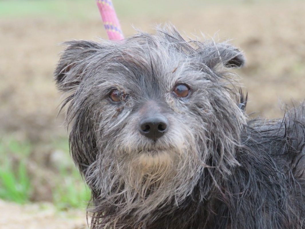 Mandarine - Chien Ratier pragois à adopter