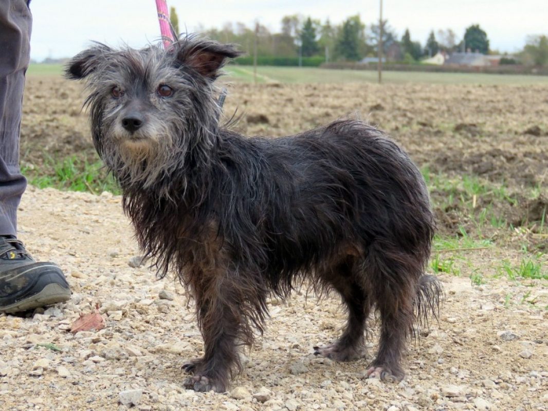 Mandarine - Chien Ratier pragois à adopter - photo 2