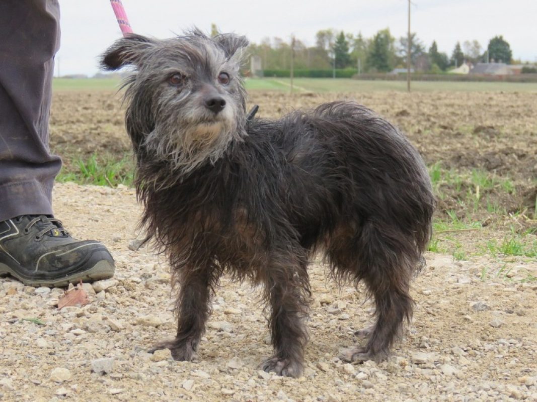 Mandarine - Chien Ratier pragois à adopter - photo 3