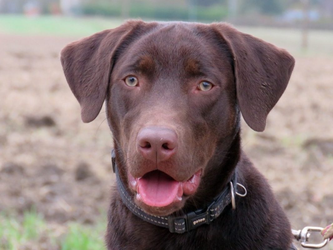 Koda - Chien à adopter