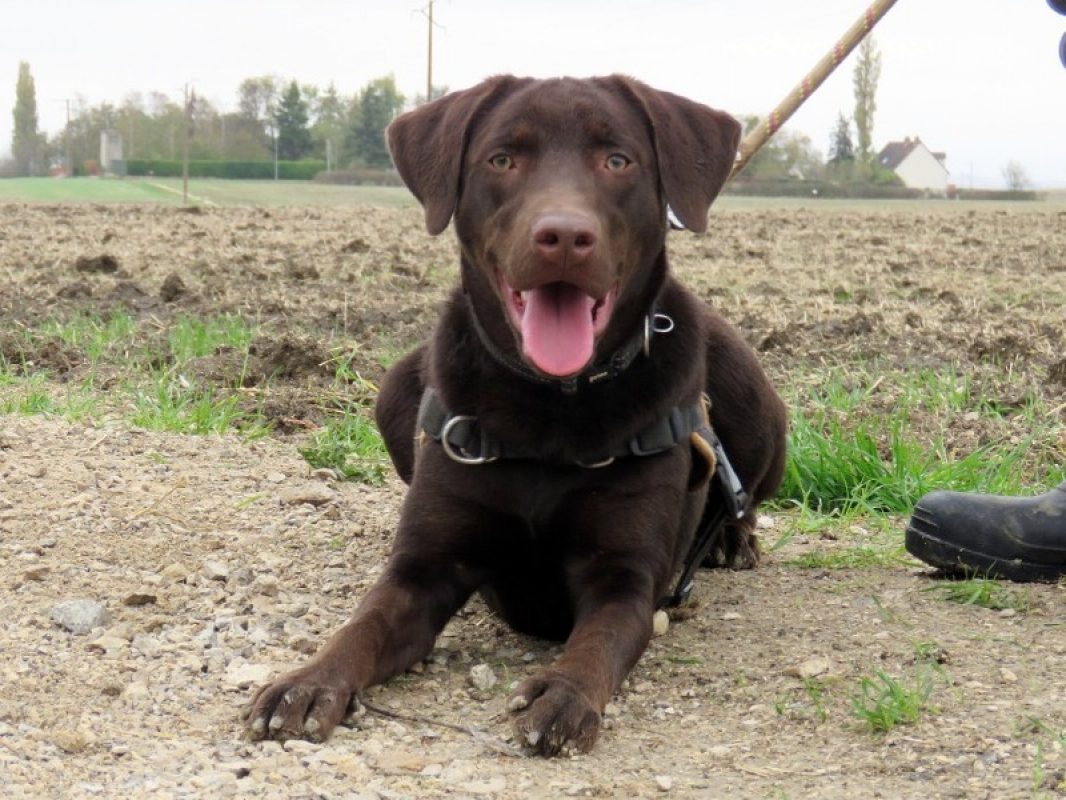 Koda - Chien à adopter - photo 2