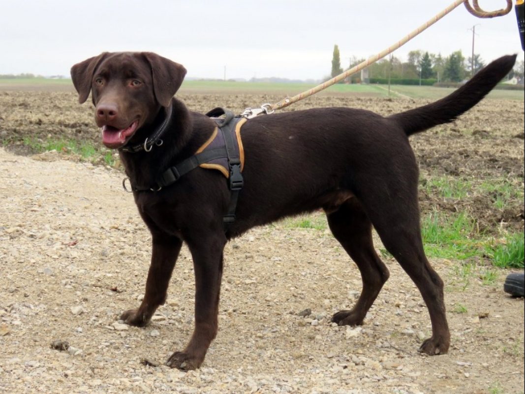 Koda - Chien à adopter - photo 3