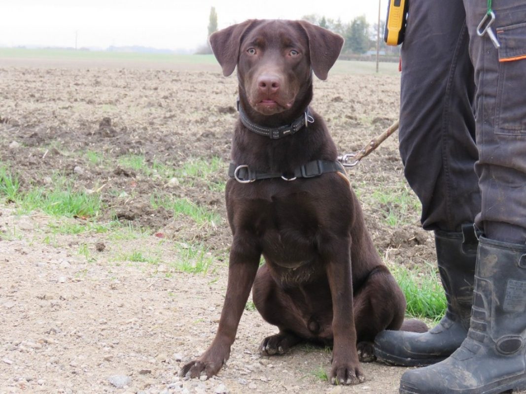 Koda - Chien à adopter - photo 4