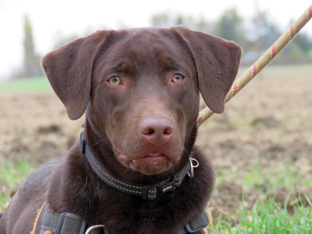 Koda - Chien à adopter - photo 5