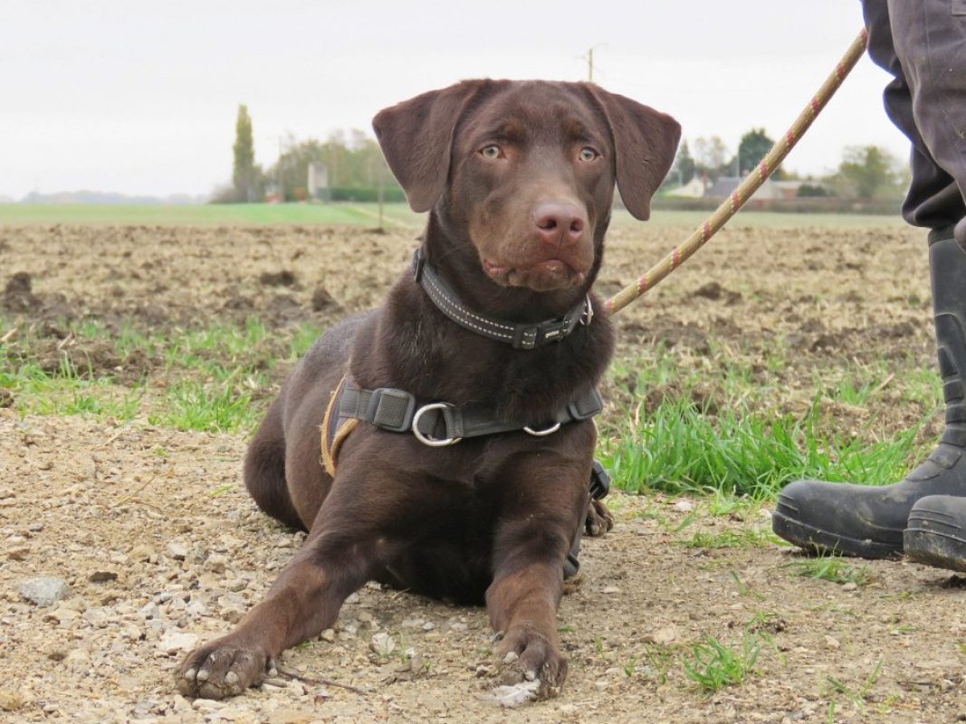 Koda - Chien à adopter - photo 6