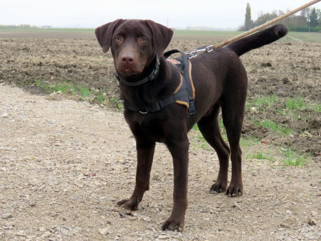 Koda - Chien à adopter - photo 7