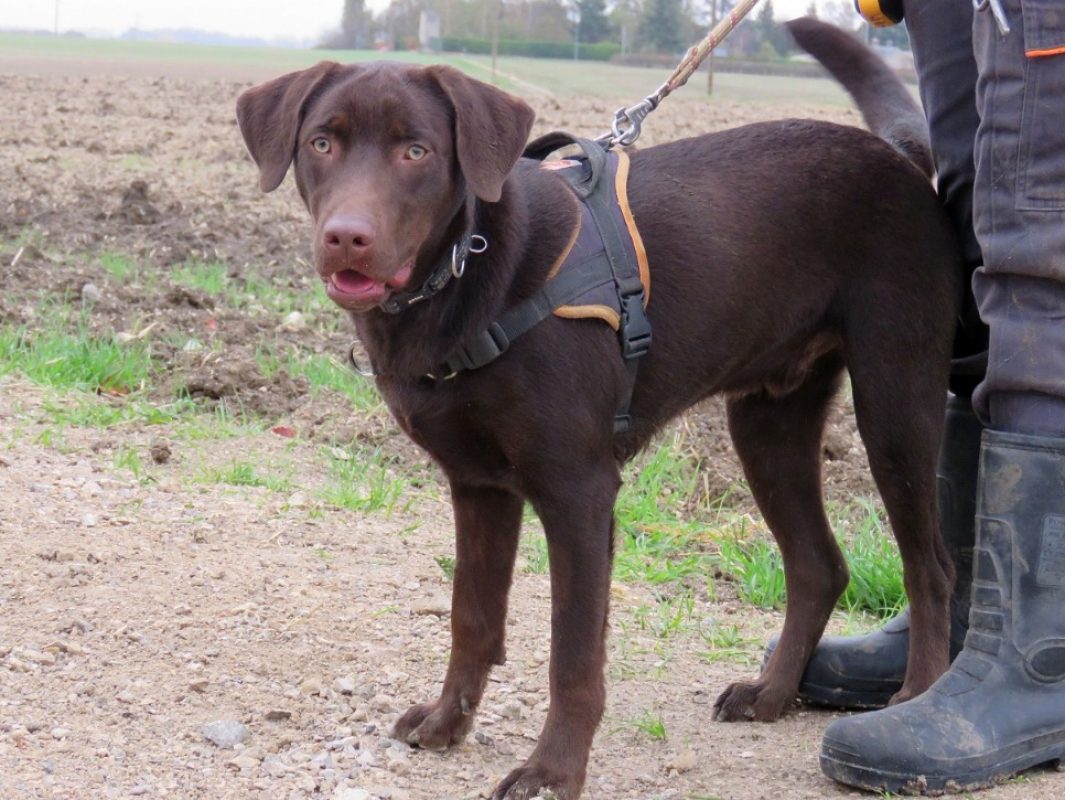 Koda - Chien à adopter - photo 8