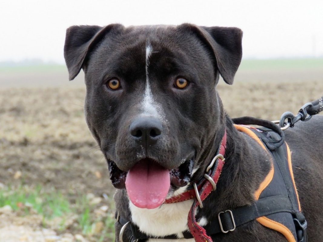 Iron - Chien à adopter
