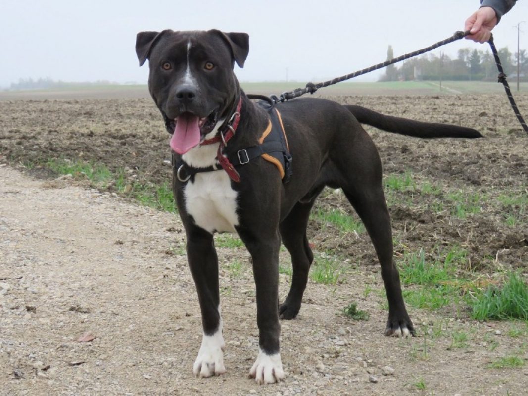 Iron - Chien à adopter - photo 2