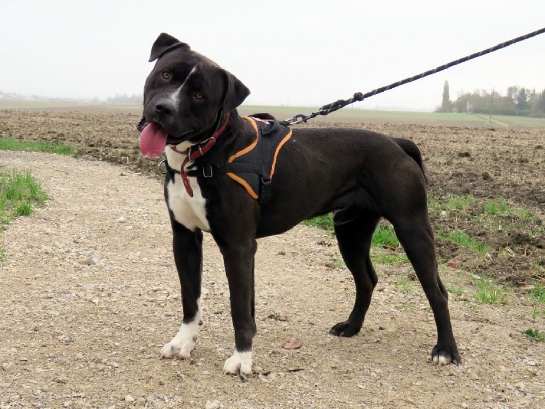Iron - Chien à adopter - photo 3