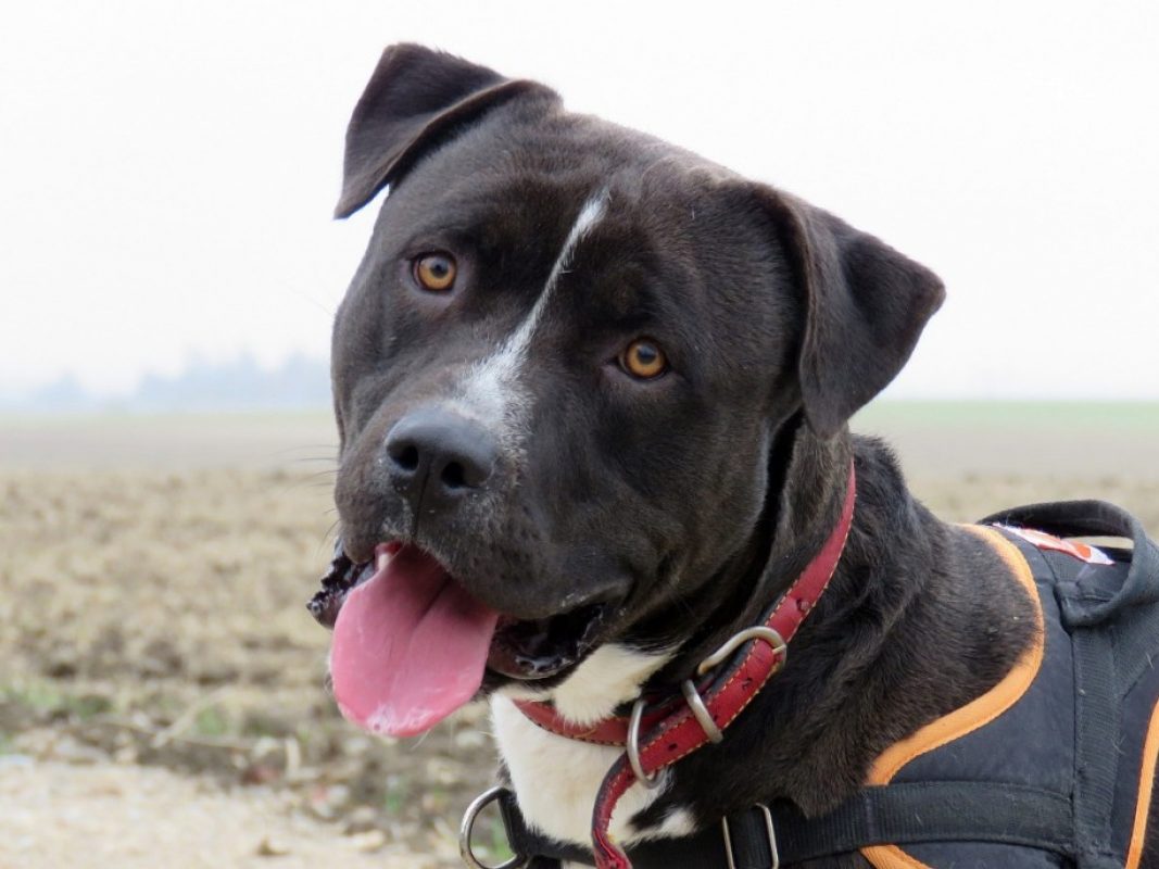 Iron - Chien à adopter - photo 4