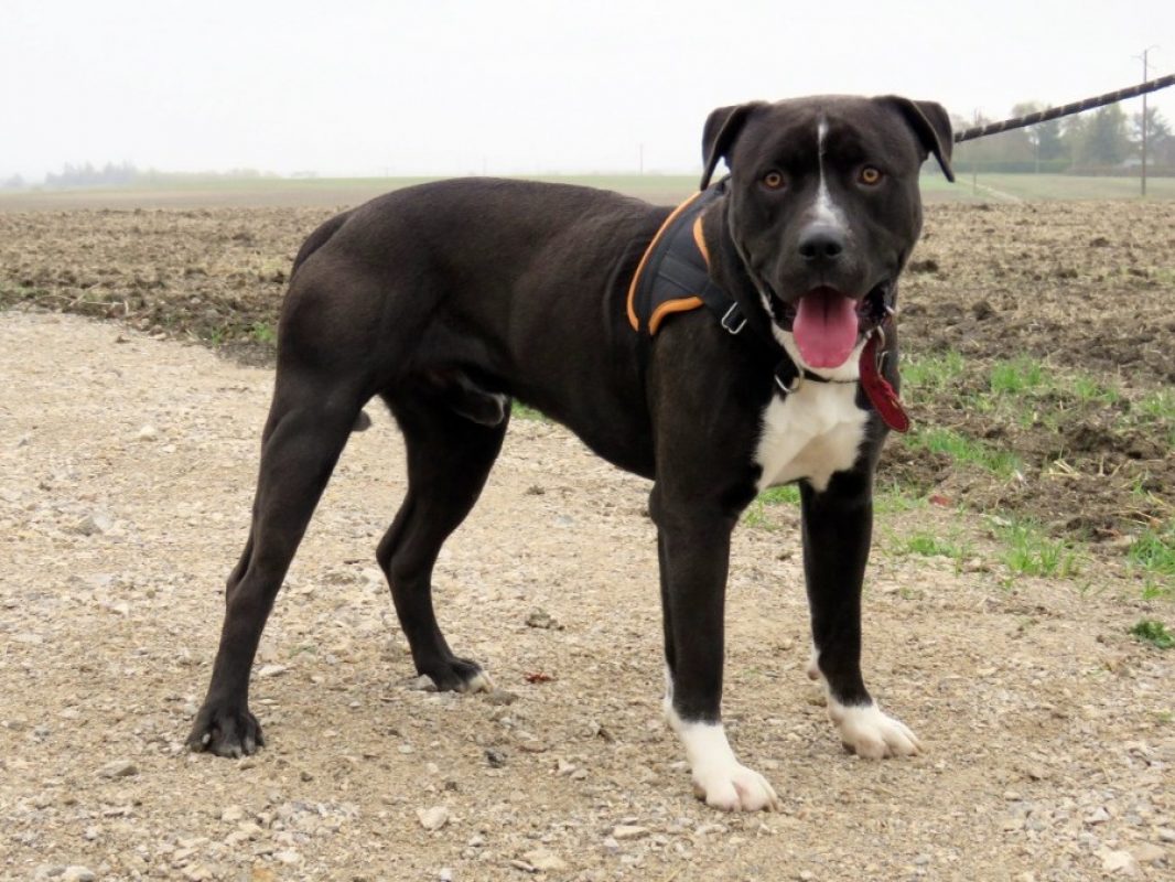 Iron - Chien à adopter - photo 5