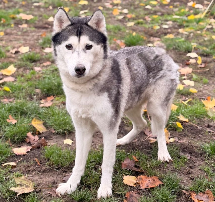 Latika - Chien Husky Sibérien à adopter