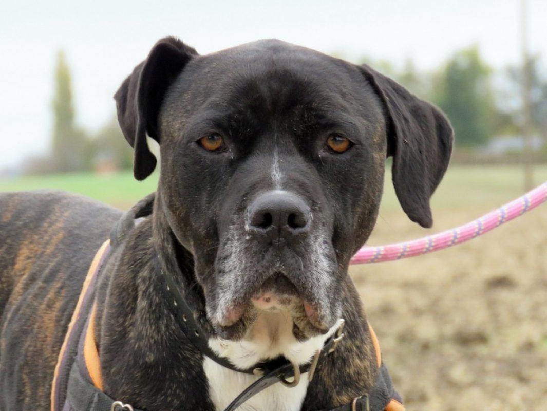 Kemai - Chien à adopter