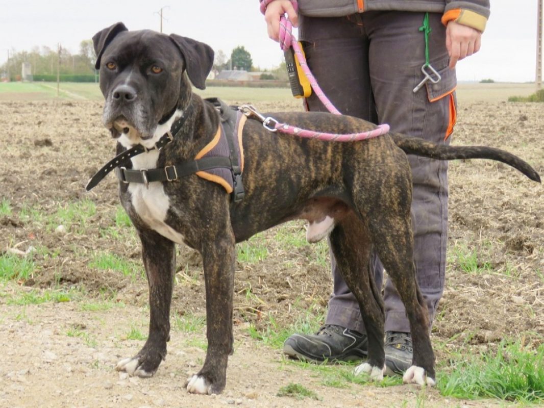 Kemai - Chien à adopter - photo 2