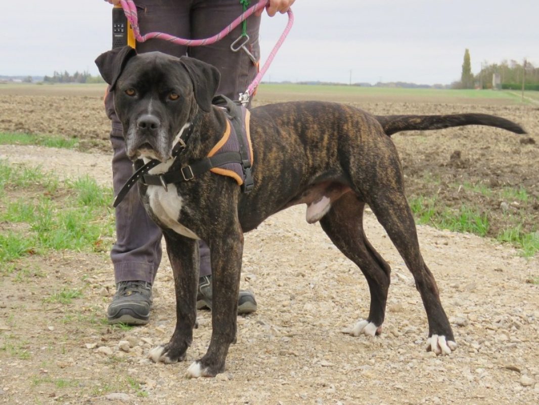 Kemai - Chien à adopter - photo 3