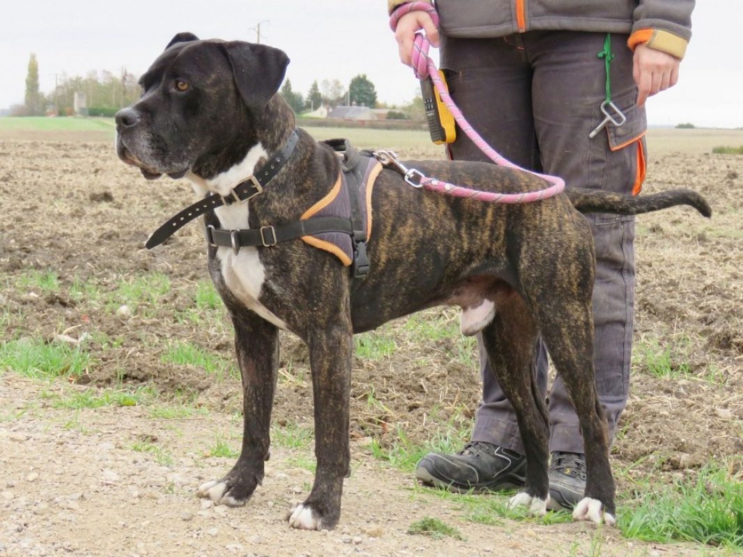 Kemai - Chien à adopter - photo 4