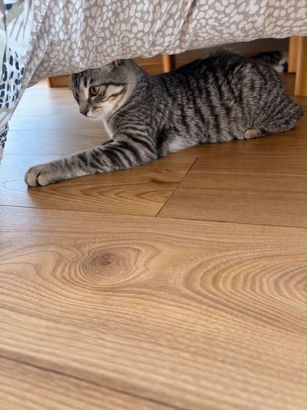 ALBATOR - Chat Européen à adopter