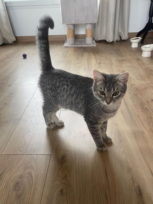 ALBATOR - Chat Européen à adopter - photo 2