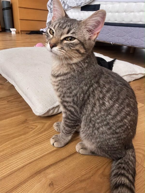 ALBATOR - Chat Européen à adopter - photo 8
