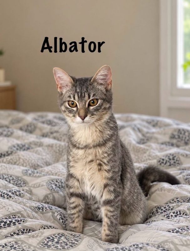 ALBATOR - Chat Européen à adopter - photo 5