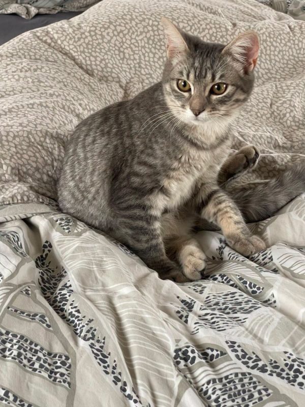 ALBATOR - Chat Européen à adopter - photo 6