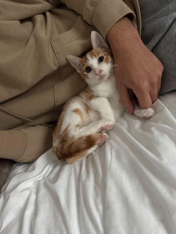 Miro - Chat Européen à adopter